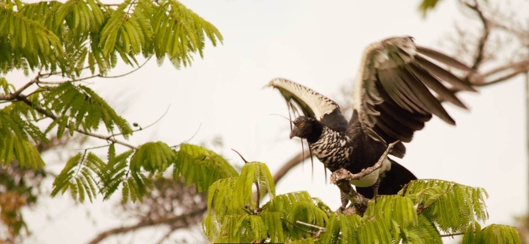 Rare bird in the Amazon Rainforest