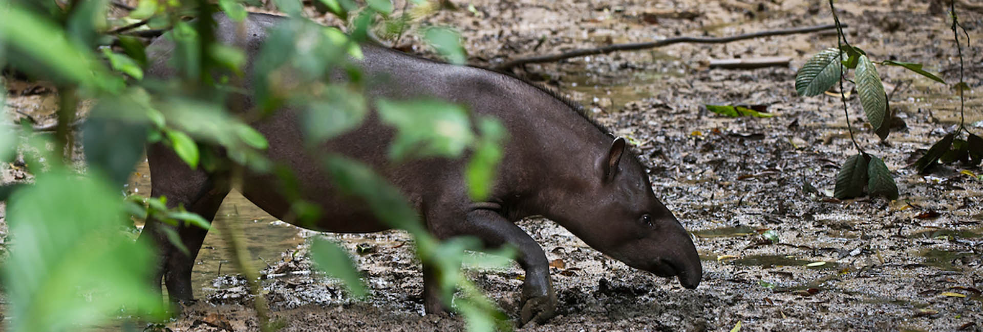 Tapir in the Amazon Rainforest